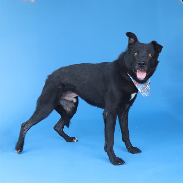 Carbon, a Labrador Retriever, available for adoption