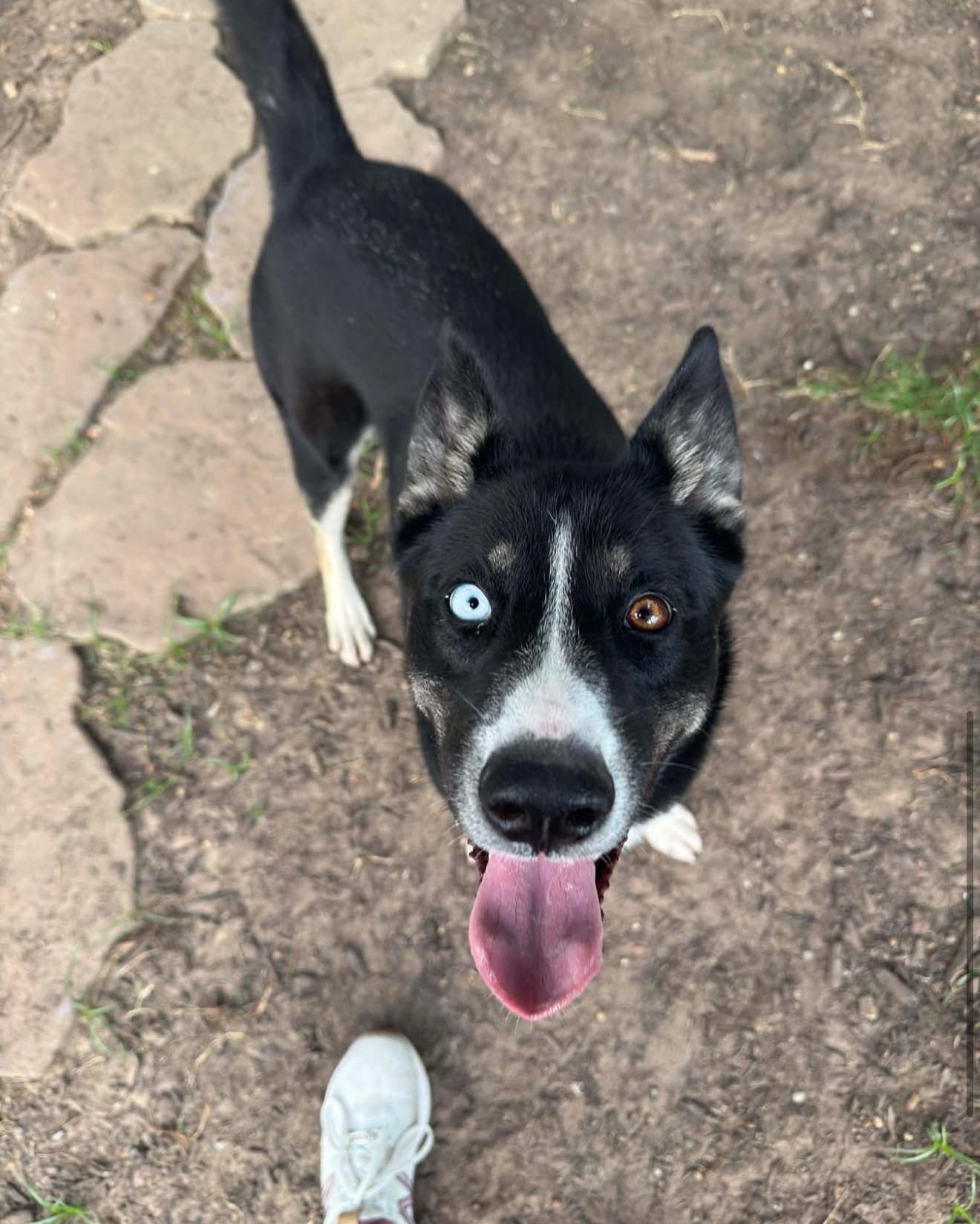 Lyric, a Husky, available for adoption