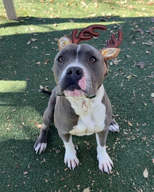 Georgie, a Pit Bull Terrier, available for adoption