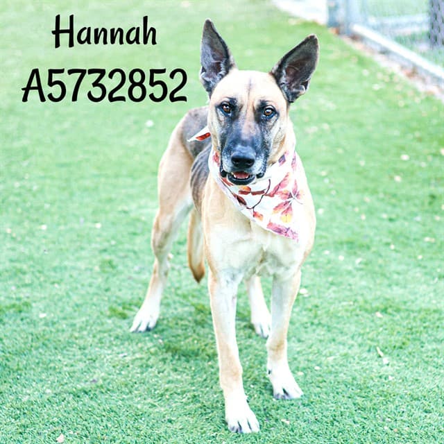 Hannah, a German Shepherd, available for adoption