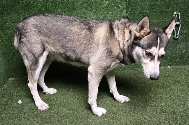 Mikaela, a Siberian Husky, available for adoption