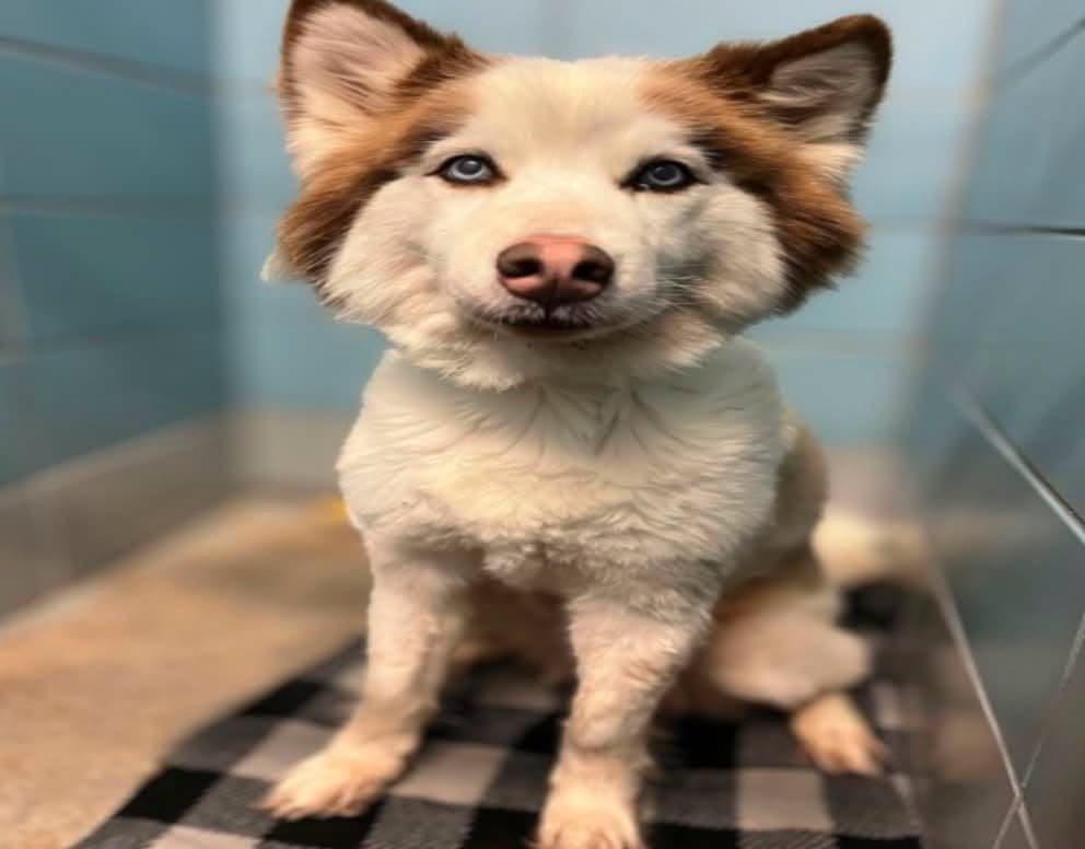 Fawn, a Siberian Husky, available for adoption