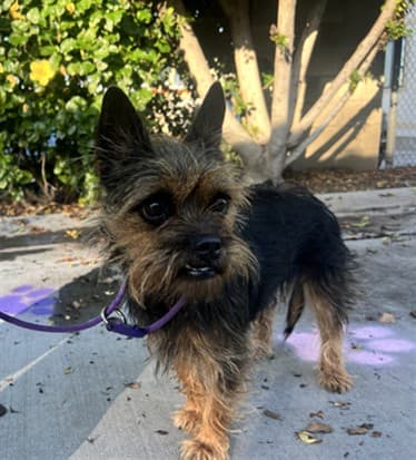 Bella, a Terrier, available for adoption