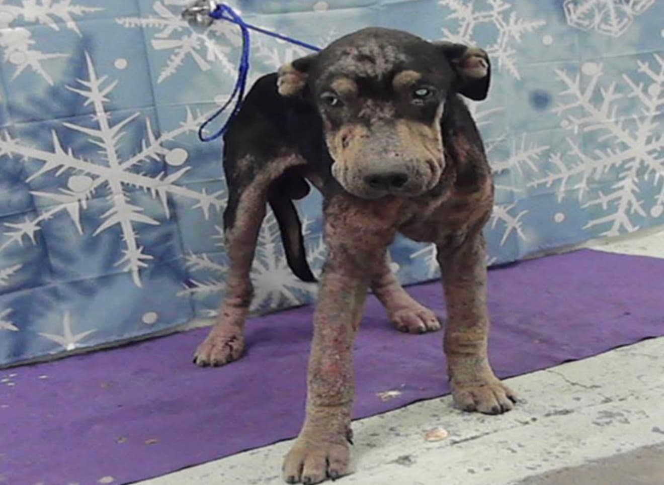 A2046344, a Rottweiler, available for adoption