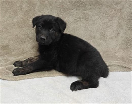 Paris, a German Shepherd, available for adoption