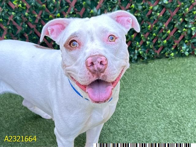 Willa, a Pit Bull Terrier (mix breed), available for adoption