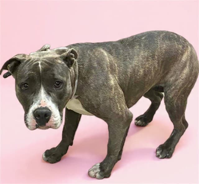 Coco, a Pit Bull Terrier, available for adoption