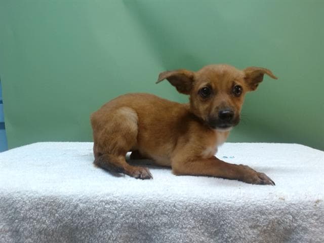 A5744780, a Chihuahua, available for adoption
