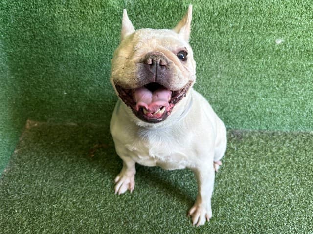 A5789217, a French Bulldog, available for adoption