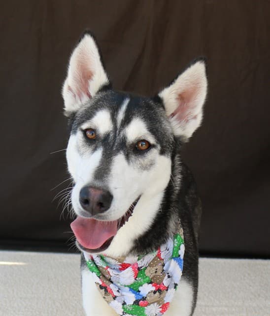 Shannon, a Siberian Husky, available for adoption