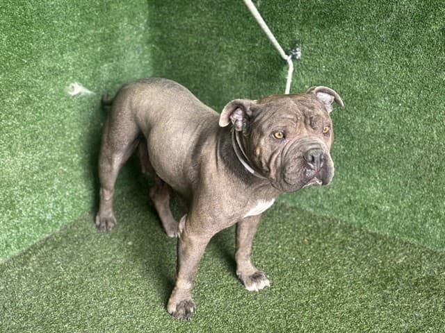 Lacey, a Pit Bull Terrier, available for adoption