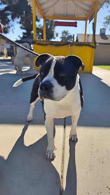Boogie, a Mastiff, available for adoption