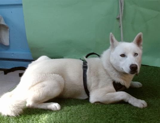 Francis, a Siberian Husky, available for adoption