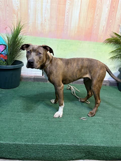 Motley, a Pit Bull Terrier, available for adoption