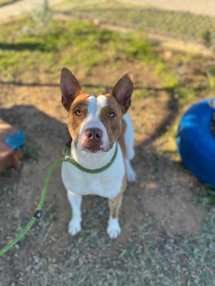 Ace, a Pit Bull Terrier, available for adoption