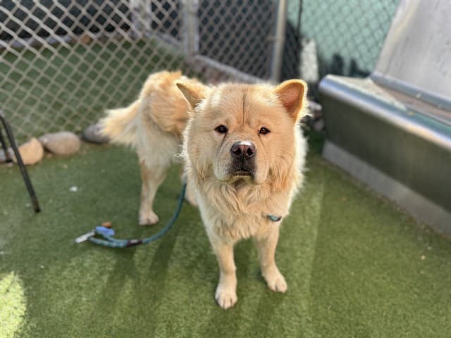 Choo Choo, a Chow Chow, available for adoption