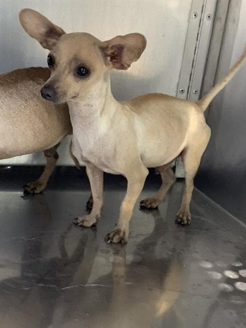 Mango, a Chihuahua (mix breed), available for adoption