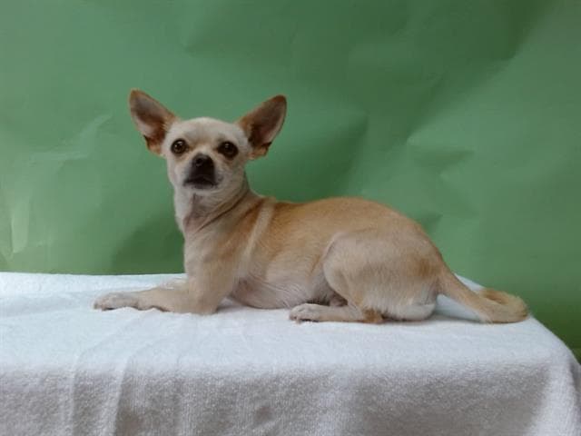 A5739558, a Chihuahua, available for adoption