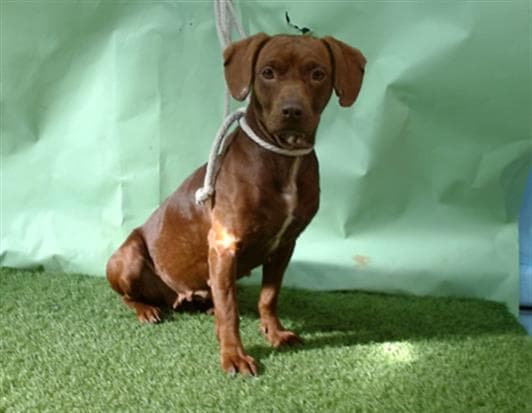 Bailey, a Beagle, available for adoption