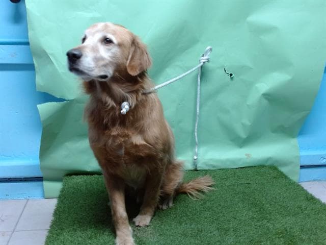 Beny, a Golden Retriever, available for adoption