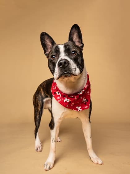 Big Q8, a Terrier, available for adoption