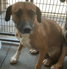 Theodore, a Pit Bull Terrier (mix breed), available for adoption