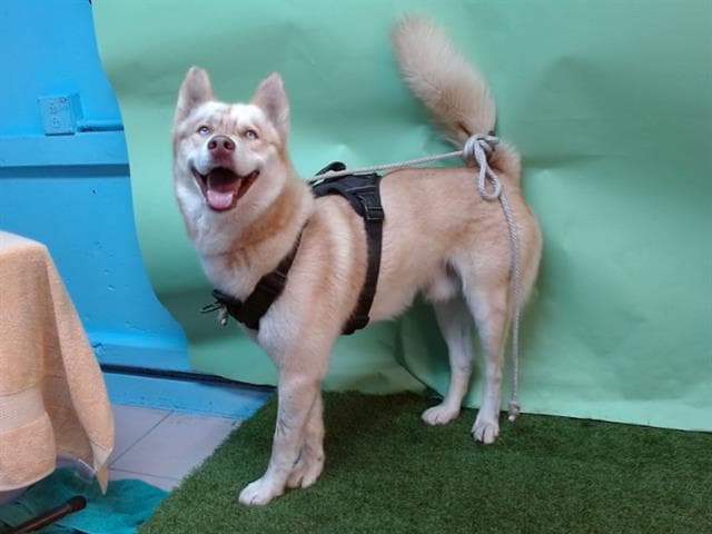 Addonis, a Siberian Husky, available for adoption