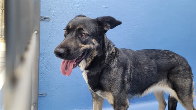 Nala, a German Shepherd, available for adoption