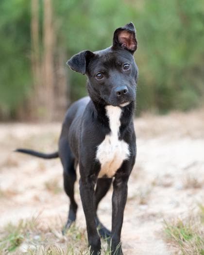 Lolipop5, a Terrier, available for adoption