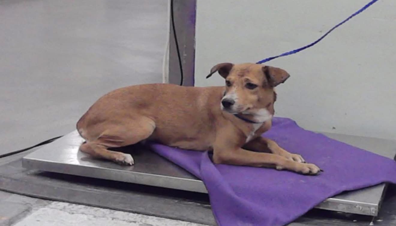Royal, a Labrador Retriever, available for adoption