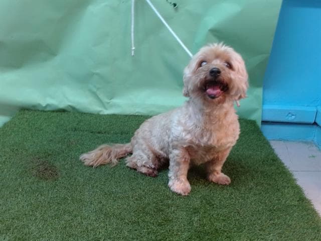 Lilly, a Terrier, available for adoption