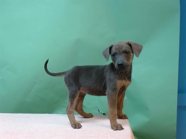 Terra, a Doberman Pinscher, available for adoption
