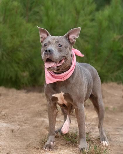 Kaylee, a Pit Bull Terrier, available for adoption