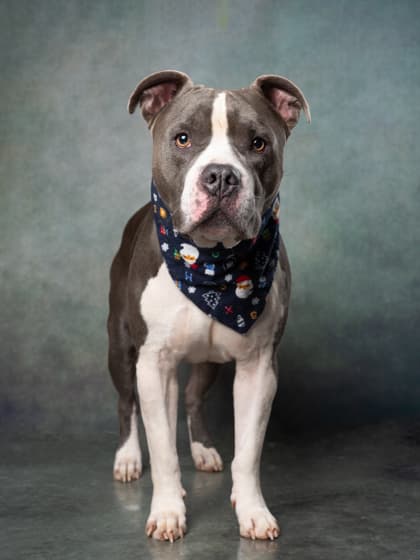 Blue Boss6, a Terrier, available for adoption