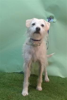 A5744786, a Terrier, available for adoption