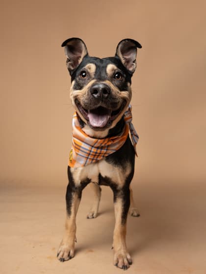 Bonez, a Terrier, available for adoption