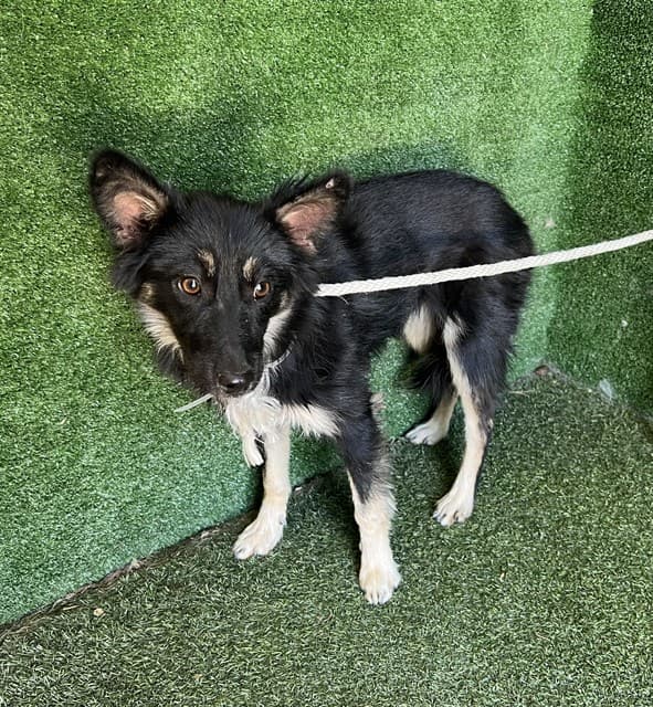 Chris, a Chihuahua, available for adoption