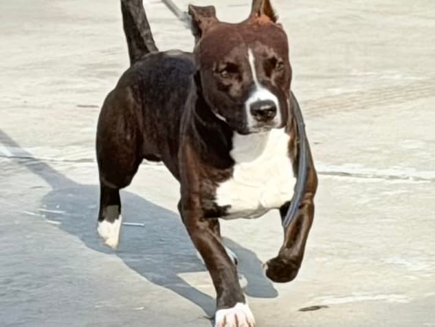 Calvin, a Pit Bull Terrier, available for adoption