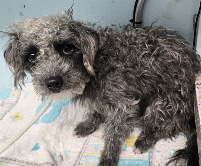 Chevy, a Shih Tzu, available for adoption