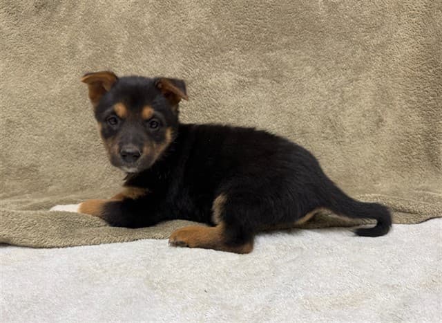 London, a German Shepherd, available for adoption