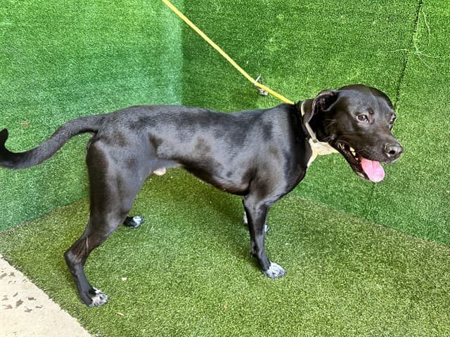 Saint Blackwell, a Labrador Retriever, available for adoption