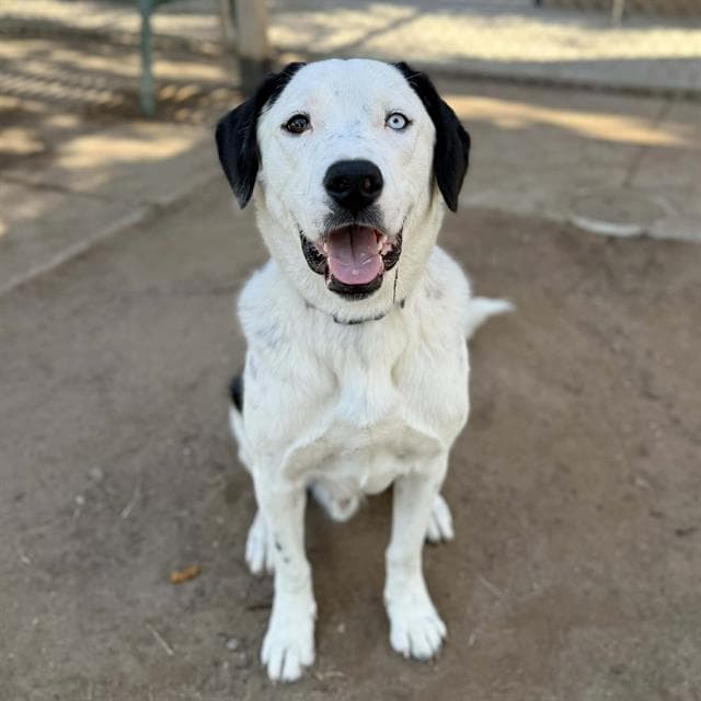 Sweet Potato, a Labrador Retriever, available for adoption