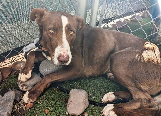 Toffee, a Chocolate Labrador Retriever (mix breed), available for adoption