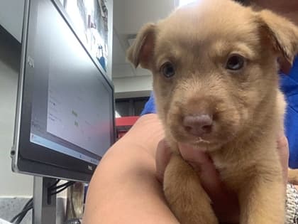 Karissa, a Shepherd, available for adoption