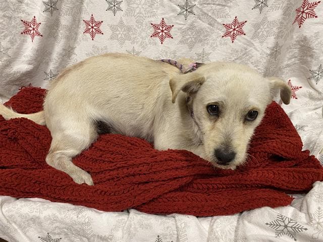 Mookie, a Norwich Terrier, available for adoption