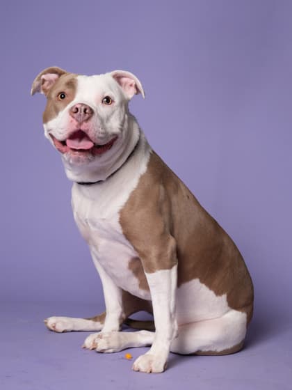 Zaida, a American Bulldog, available for adoption