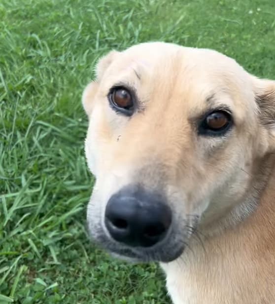 Sky, a Shepherd (mix breed), available for adoption