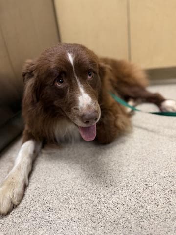 Moose, a Australian Shepherd (mix breed), available for adoption