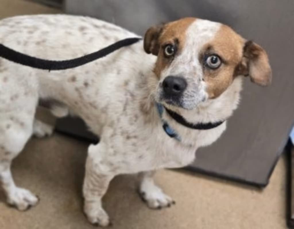Jerry, a Australian Cattle Dog/Blue Heeler (mix breed), available for adoption