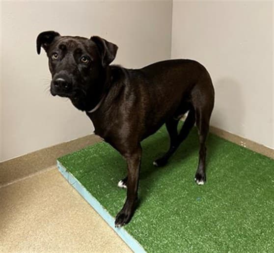 Oakley, a Labrador Retriever, available for adoption